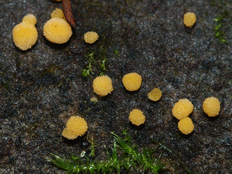 Bactridium flavum - Gelbes Holzschimel-Kissen