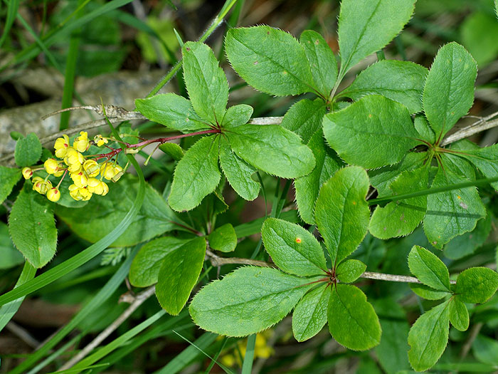 Puccinia graminis auf Berberitze