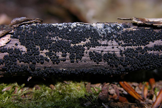 bertia moriformis