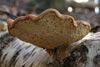 piptoporus betulinus