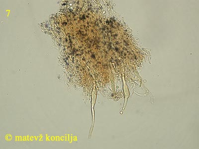 Laxitextum bicolor - himenij