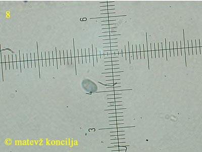 Laxitextum bicolor - tros