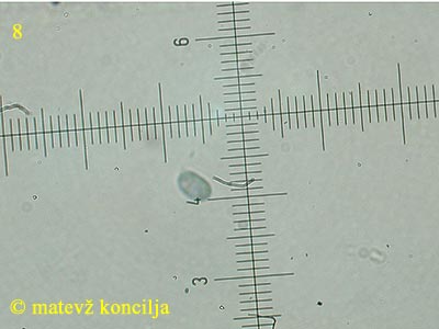 Laxitextum bicolor - Spore