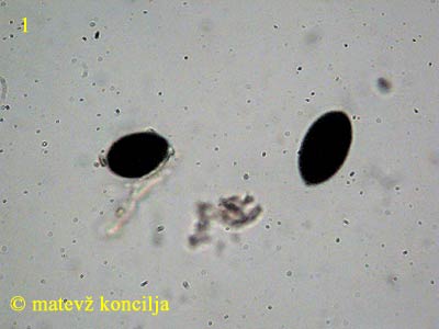 biscogniauxia nummularia - trosi