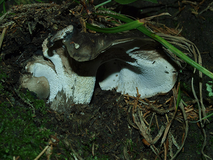 Boletopsis leucomelaena - črni gobanovec