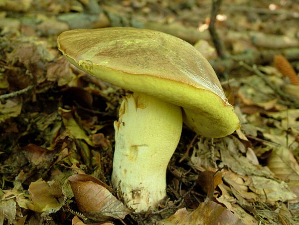 Butyriboletus appendiculatus