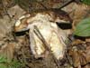 boletus edulis