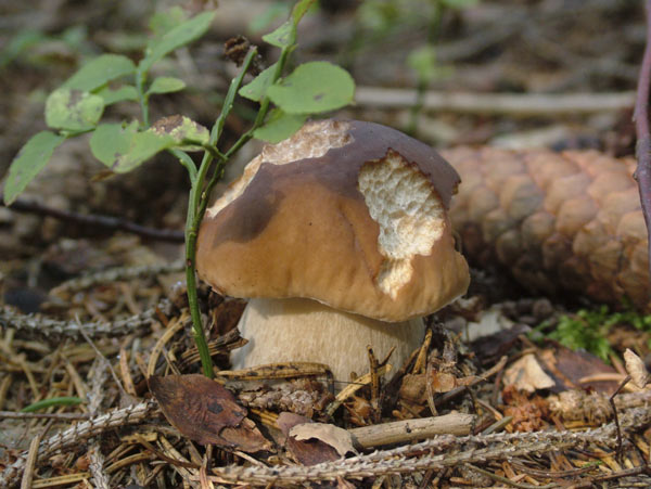 boletus edulis