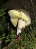 boletus edulis