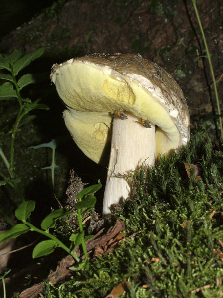 Boletus edulis