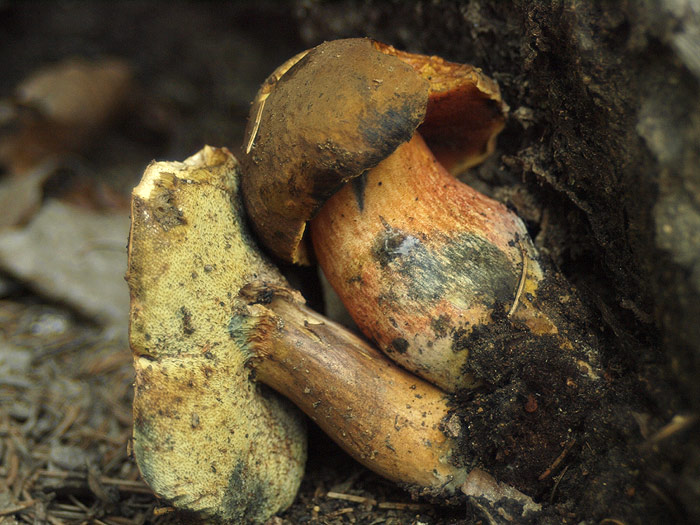 Neoboletus luridiformis in Imleria badia