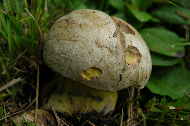 butyriboletus fechtneri