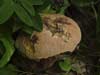 boletus luridus