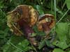 boletus luridus