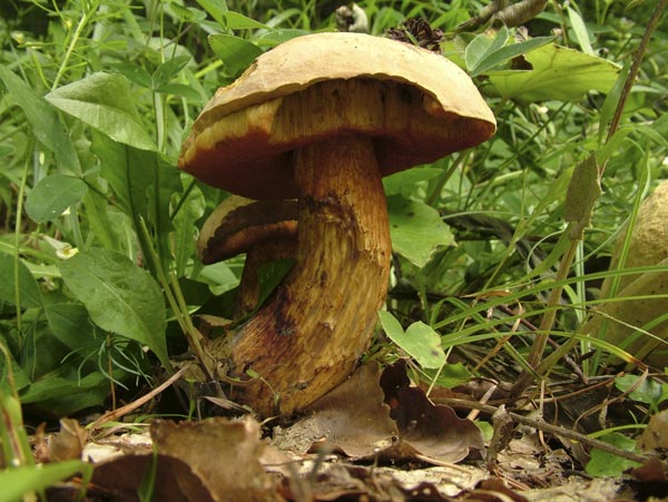 Suillellus luridus