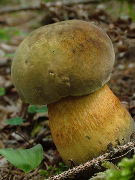 boletus luridus