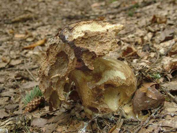 boletus pinophilus - borovnik