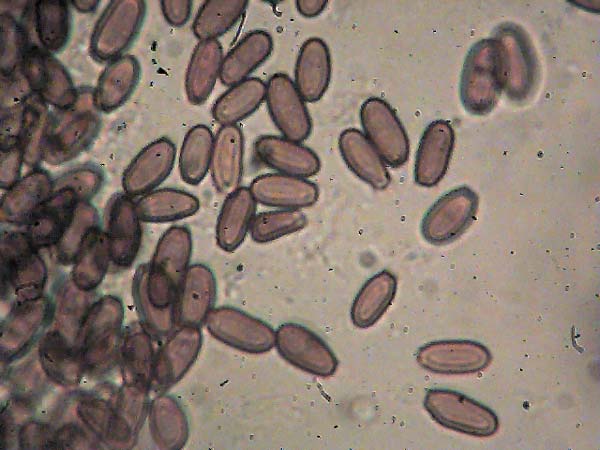 melanogaster broomeanus - trosi