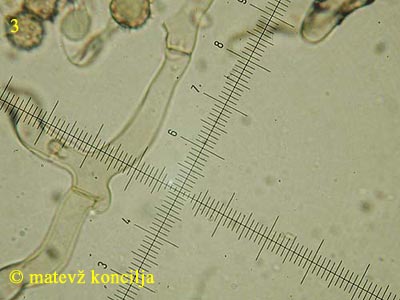 Tomentella sp. - Hyphen