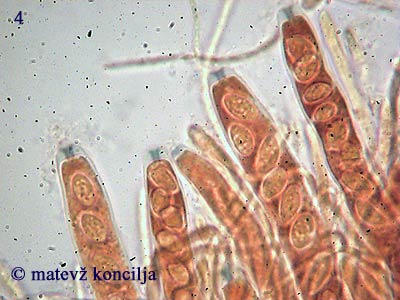 rutstroemia bulgarioides - askusi