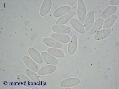 rutstroemia bulgarioides - trosi