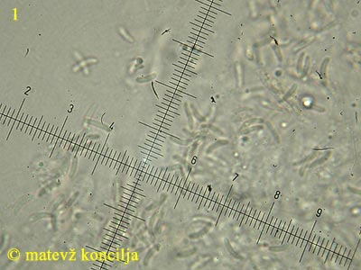 Diatrype bullata - trosi