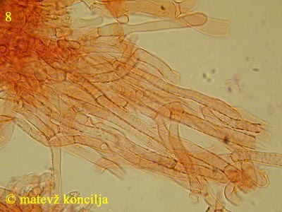 Clitopilus caelatus - Hutdeckschicht