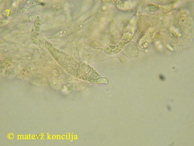 Clitopilus caelatus - Pseudozystiden