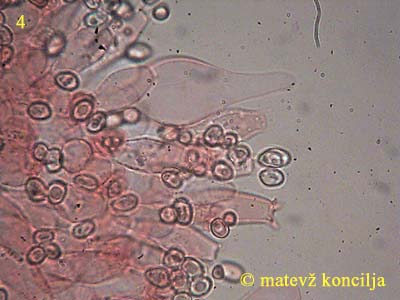 volvariella caesiotincta - kajlocistide