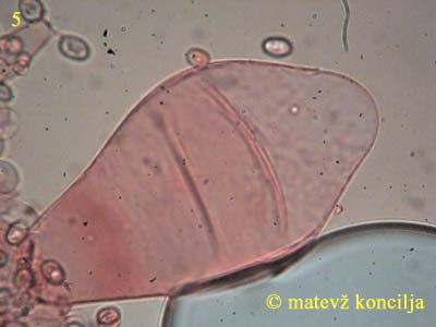 volvariella caesiotincta - kajlocistide