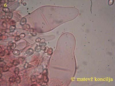 volvariella caesiotincta - kajlocistide