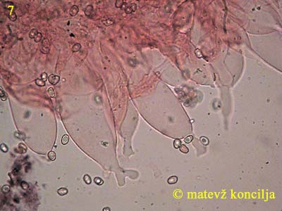 volvariella caesiotincta - kajlocistide