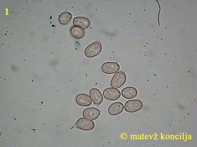 Volvariella caesiotincta - Sporen