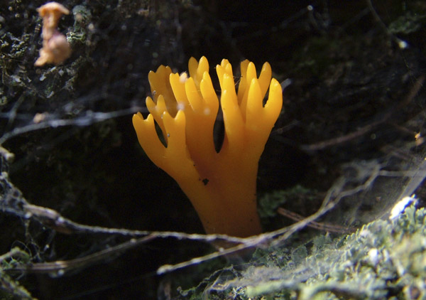 Calocera viscosa