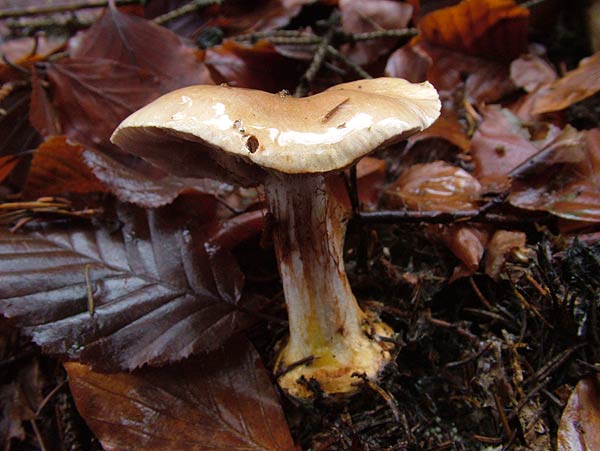 cortinarius calochrous var. coniferarum