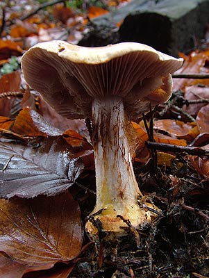 cortinarius calochrous var. coniferarum