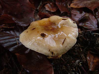 cortinarius calochrous var. coniferarum