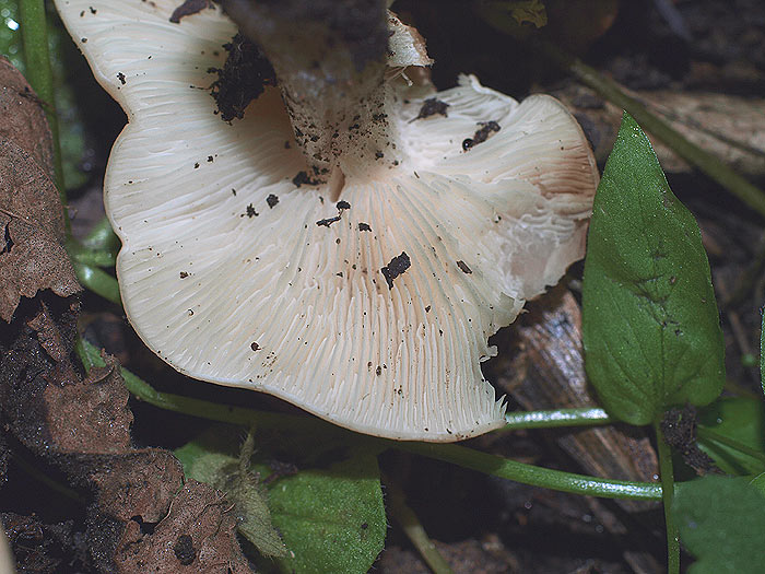 Calocybe gambosa