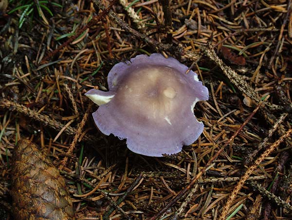 Rugosomyces ionides