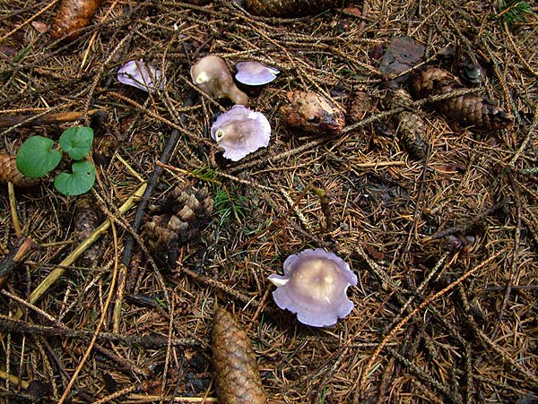 Veilchenblauer Schönkopf