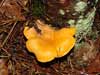 cantharellus cibarius