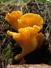 cantharellus cibarius