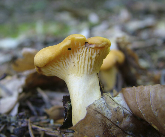 cantharellus cibarius