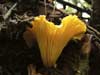 cantharellus cibarius