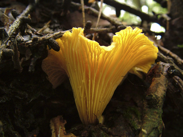 Cantharellus cibarius