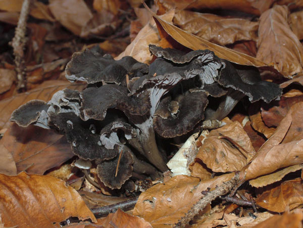 Craterellus cinereus