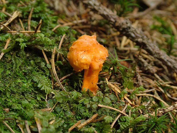 Cantharellus friesii