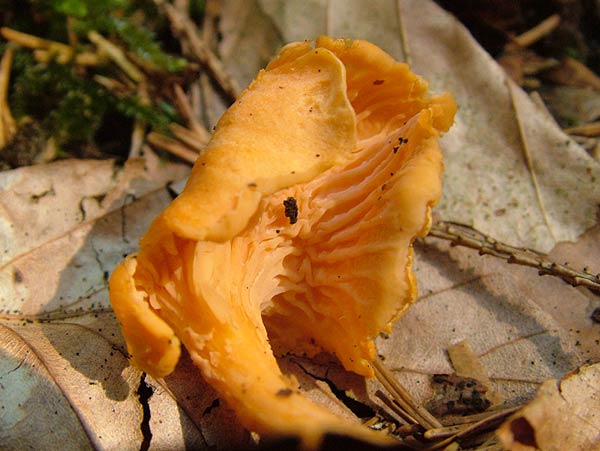 cantharellus friesii