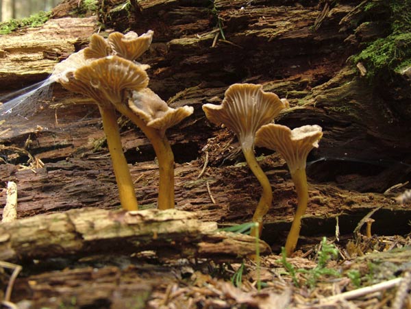 Craterellus tubaeformis