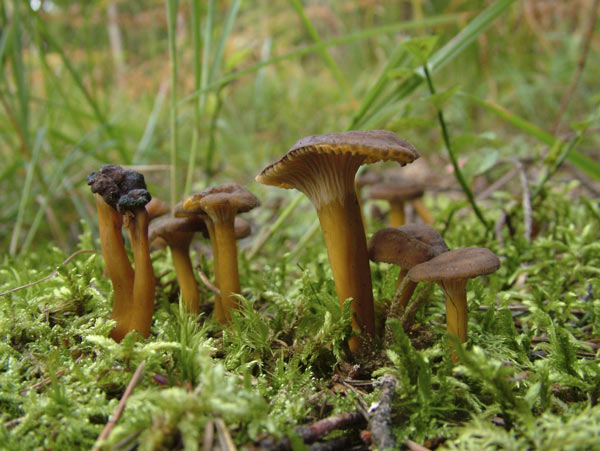 cantharellus tubaeformis